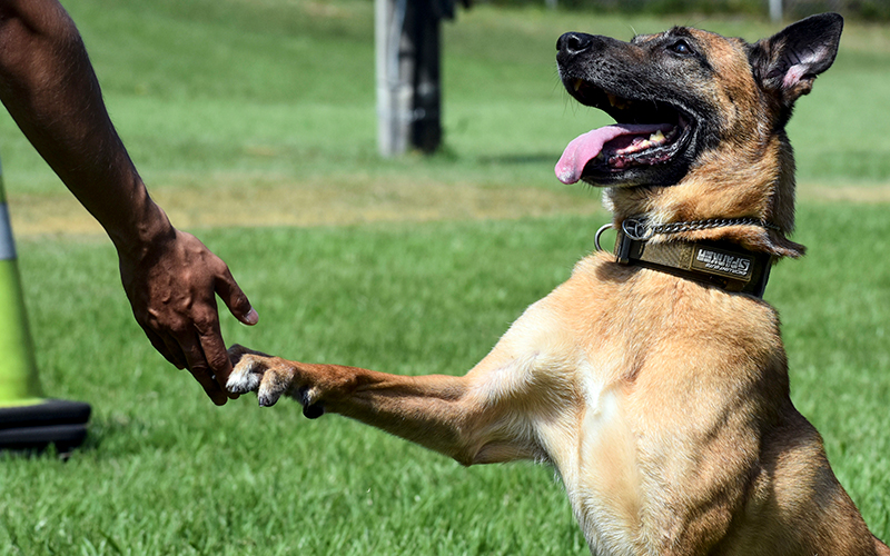 German shepherd dpg shaking paw