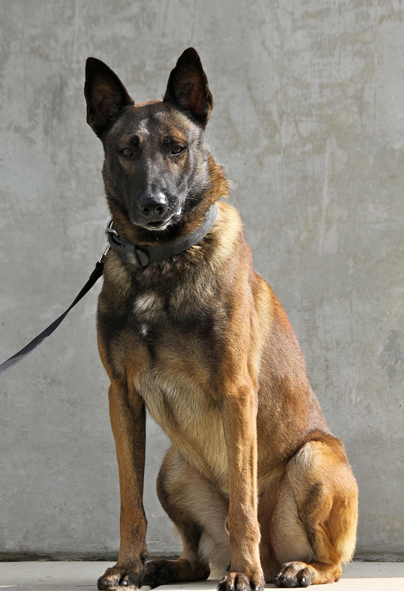 MWD Dog, Falcor