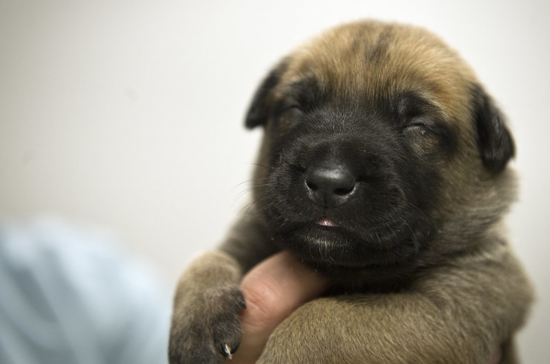 small closeup of puppy with eyes closed