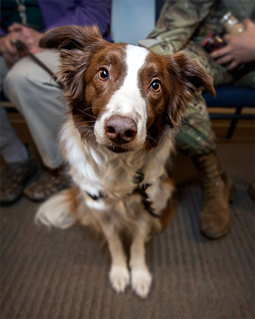 Close up of therapy dog